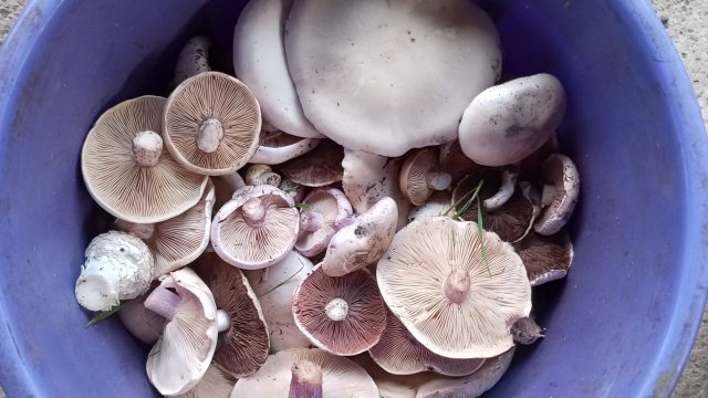 ПО ГРИБЫ 09.11.2025Г. ПОКАЗАЛ ТЕСТЮ ГРИБНЫЕ МЕСТА. СИНЯЯ НОЖКА И ШАМПИНЬОНЫ #грибы