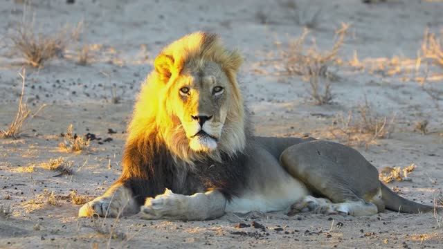 РАССЛАБЛЯЮЩАЯ МУЗЫКА ДЛЯ ДУШИ: ГАРМОНИЯ И УМИРОТВОРЕНИЕ