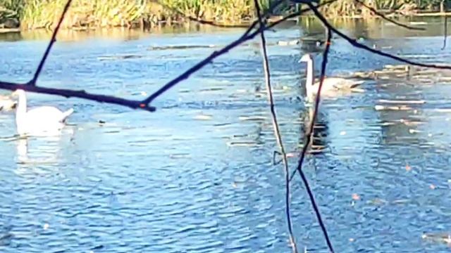 11-11-2025" Симфония лебедей"