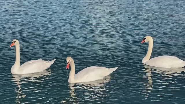 Видеообзор с набережной Новороссийска.В выпуске обновление набережной , лебеди и общая обстановка.
