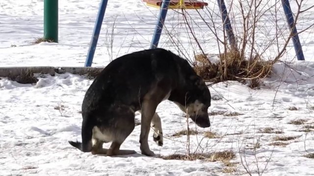В КРАЕ ОБНАРОДОВАЛИ ПРОЕКТ ЗАКОНА ОБ «УСЫПЛЕНИИ БРОДЯЧИХ СОБАК»