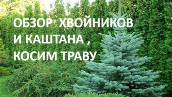 Каштан и хвойные деревья  на нашем участке.//Косим травку на мульчу.