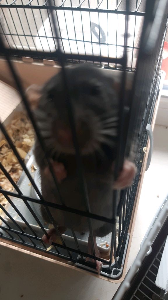 трансояция 🦊🦊