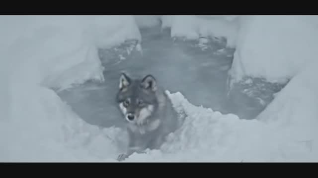 Вендетта-Дмитрий Бондарь.