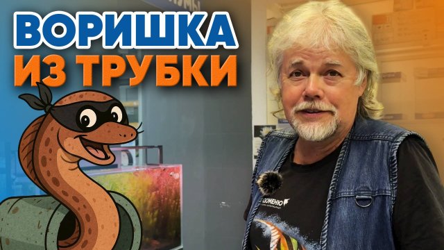 Аквариумные истории из ЭКЗОМЕНЮ (14.11.2025). Воришка из трубки.