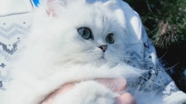 🌿🌸 ЦВЕТОЧНАЯ СИМФОНИЯ 🌿🌸 персидская шиншилла из питомника Мон Ами