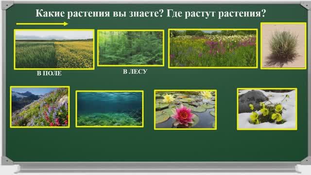 Урок 15 Комнатные   растения. Растения   в   твоем   доме краткое описание