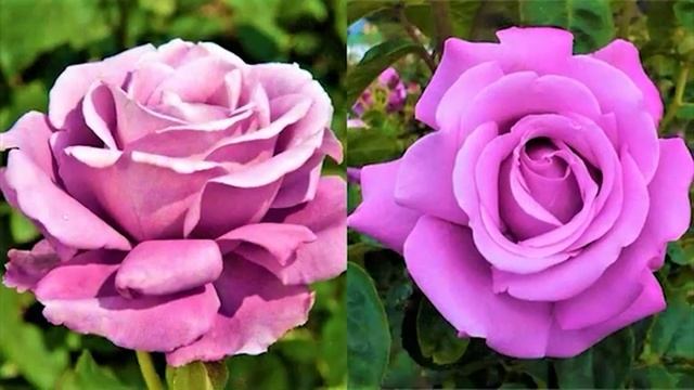 УТРО ИНГУШЕТИИ  13.11.25