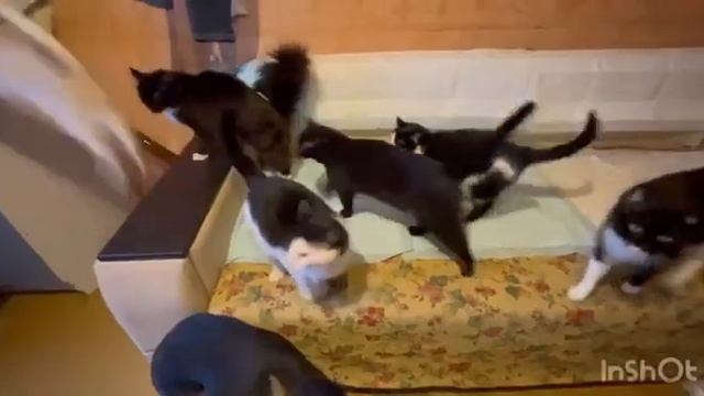 Дом в котором я живу… с 17-ю кошками и 4-мя собаками! Приют для животных