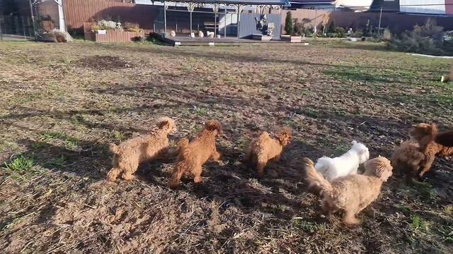 Пудели играют во дворе