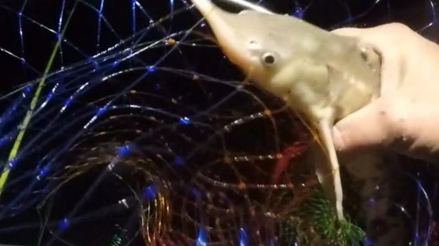 ловлю рыбца