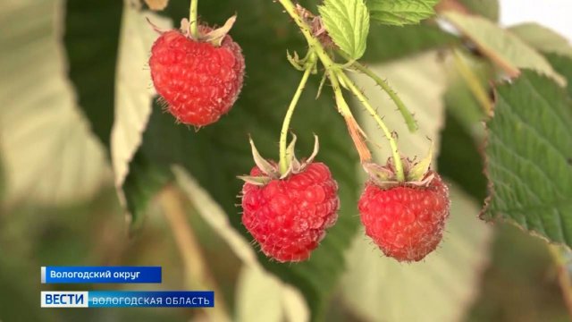 Урожай малины в середине ноября собирают в Вологодском округе