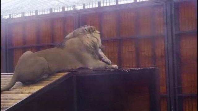 Шархан Умывашки 11.11.2025