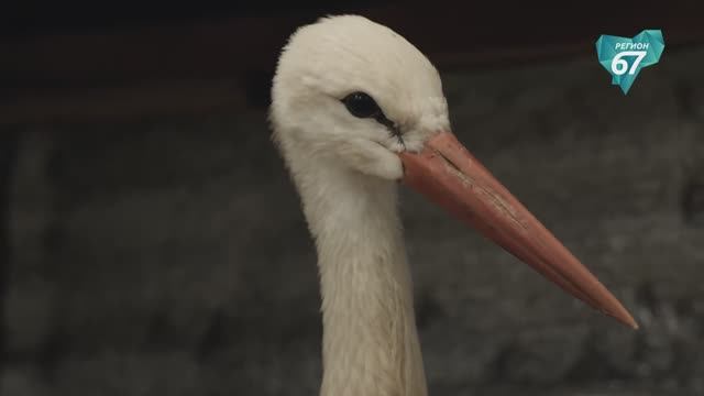 В Смоленске прошел благотворительный концерт «Музыка для жизни» в поддержку диких птиц