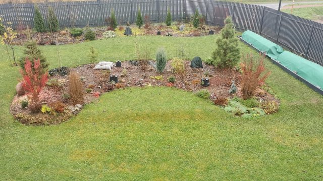 Зима не торопится придти на восток Ленинградской области, но розы готовы к зиме. 10.11.2025