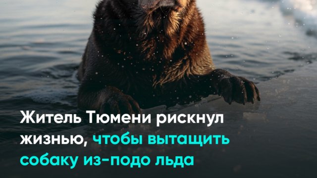 Житель Тюмени рискнул жизнью, чтобы вытащить собаку из-подо льда