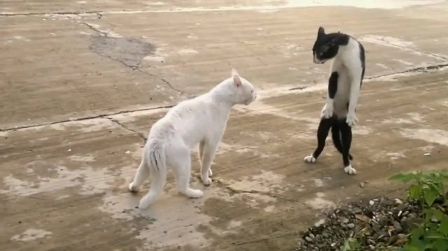 Смешные видео про ЖИВОТНЫХ Наши пушистые СМЕШНЫЕ ЖИВОТНЫЕ СМЕШНЫЕ ВИДЕО приколы