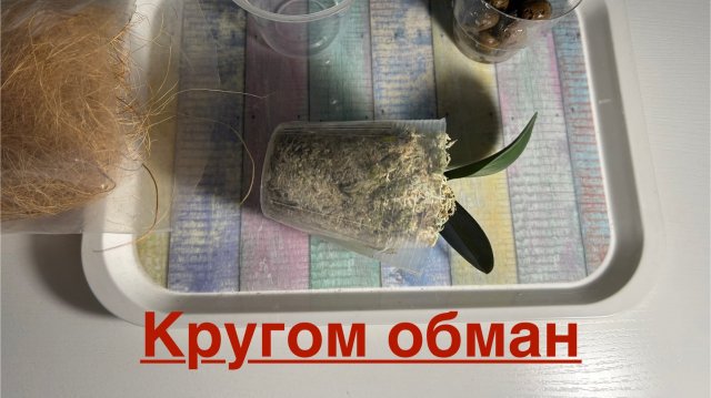 Распаковка АЗИАТСКОЙ орхидеи/ Срочная пересадка ‼️