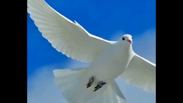 Дайте Крылья Дайте Волю     -матушка Валентина Корниенко