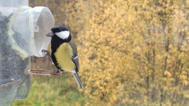 12 ноября-СИНИЧКИН ДЕНЬ !