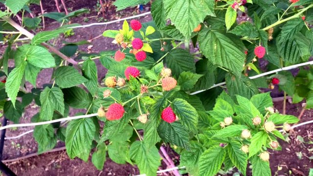 Не жизнь, а малина!