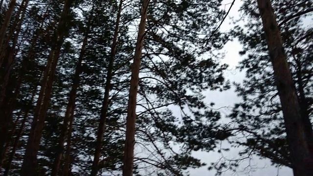 Охота на соболя.Первый день в тайге