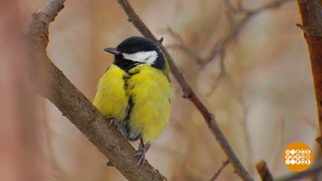 Синички - самые мимимишные птички! Доброе утро. Фрагмент выпуска от 12.11.2025
