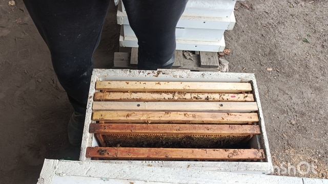 Осмотрел изолятор на три матки.