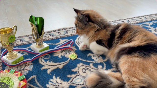 Астарта Сибирская Звезда