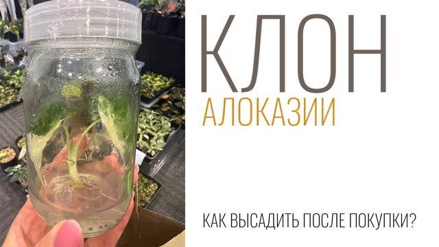 №122. Клон алоказии. Как высадить и адаптировать клона. От банки до взрослого растения.