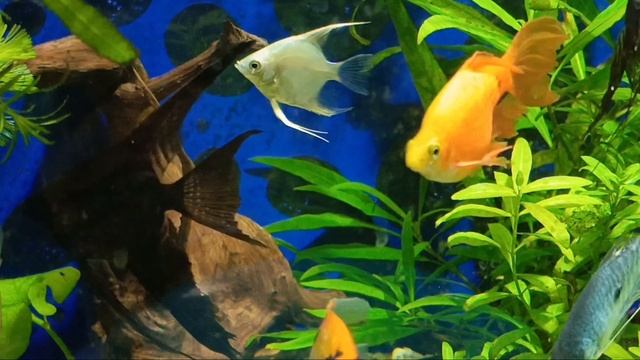 Аквариумные рыбки-настоящий отдых для души и глаз🐠🐟🪸