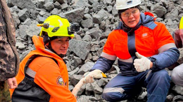 Казахстанские спасатели достали лебедя из глубокого котлована одного из горнодобывающих предприятий