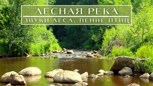 Летняя речка с живым пением лесных птиц