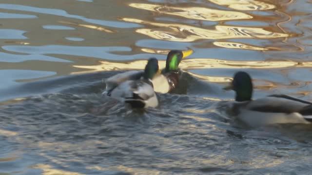 Птичий грипп