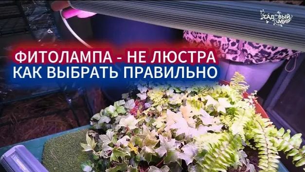ЛАМПА ДЛЯ РАСТЕНИЙ - НЕ ЛЮСТРА! КАК И КАКОЙ ЛУЧШЕ ВЫБРАТЬ ФИТОСВЕТИЛЬНИК