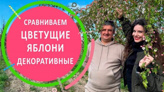 Сравнение яблонь декоративных во время цветения