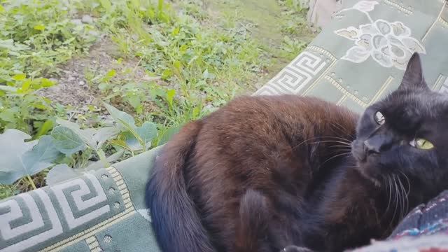 Чижик- пыжик.