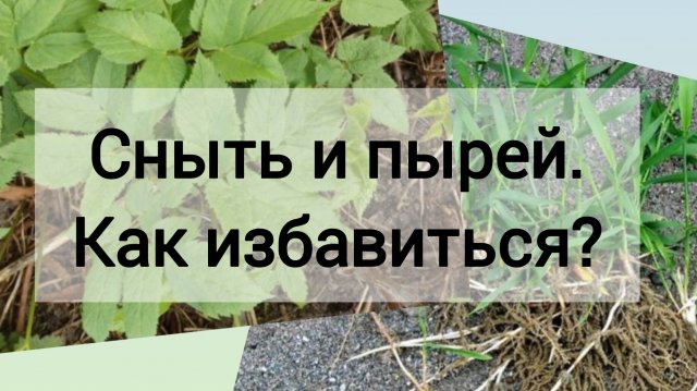 Сорняки. Меры борьбы. Сныть. Пырей