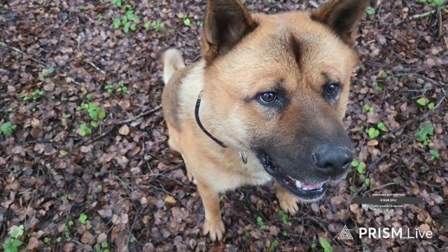 Запись стрима из леса от 13.11.25. Набрали грибов, нашли капкан