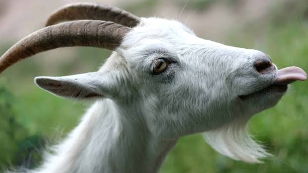 ОТ ХОРОШЕГО ПИТАНИЯ крепкое здоровье у всех!