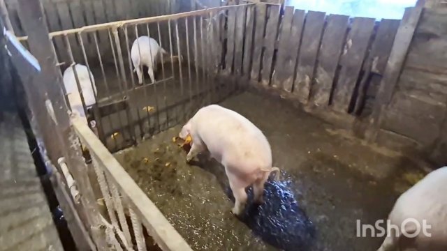 Как Держим свиней на Алтае,Простая жизнь семьи,Влог,Россия,Заринск