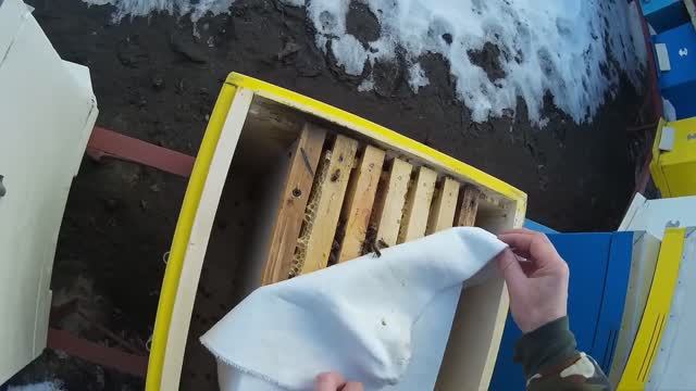 Осмотр пчел в феврале