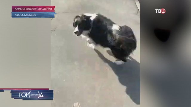 История с похищением собаки в Москве вызвала огромный резонанс