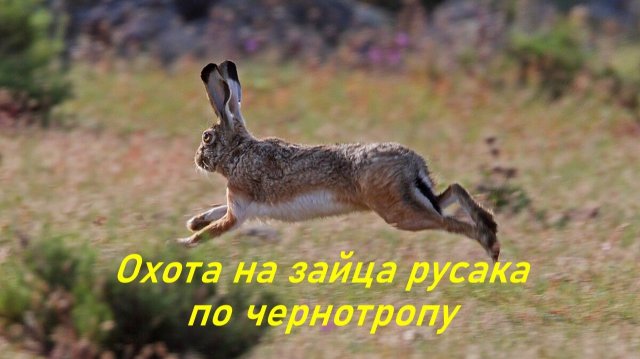 Охота на зайца русака по чернотропу в Сибири.