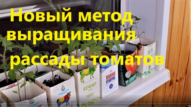 Новый метод выращивания рассады томатов, который на данное время уже старый.