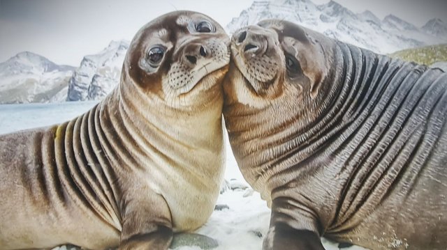 Мой отзыв. 19 международный фестиваль дикой природы Золотая Черепаха в Новой Третьяковке