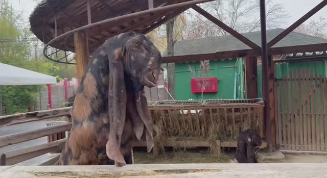 Очень милые и общительные овечки.