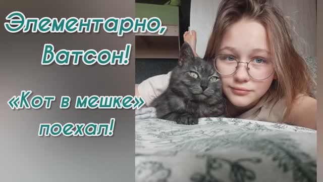 Элементарно, Ватсон! «Кот в мешке» поехал! Приют для животных