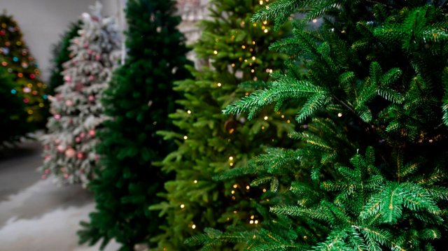 Продажа новогодних елей стартовала в Беларуси