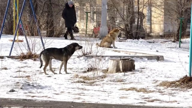 «ЗАКОН СТАИ»: В КРАЕ ОБСУЖДАЮТ ДОКУМЕНТ «ОБ УСЫПЛЕНИИ АГРЕССИВНЫХ СОБАК»